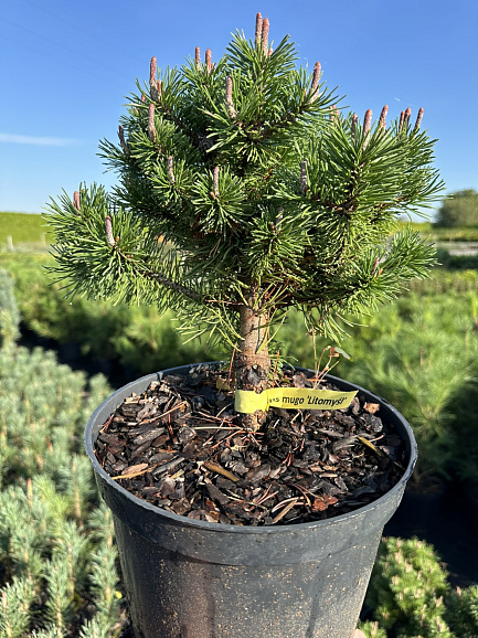 Сосна горная Литомисл