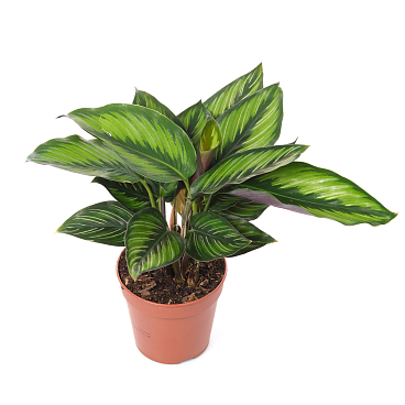 Калатея Бьютистар