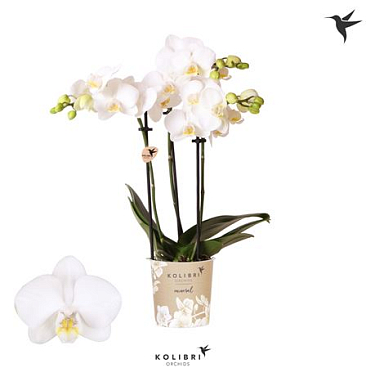 Phal 3st Alaska 26+ (ok)