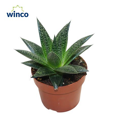 Aloe Flow