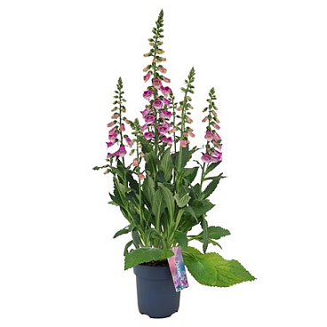 Digitalis Hanabee Pink