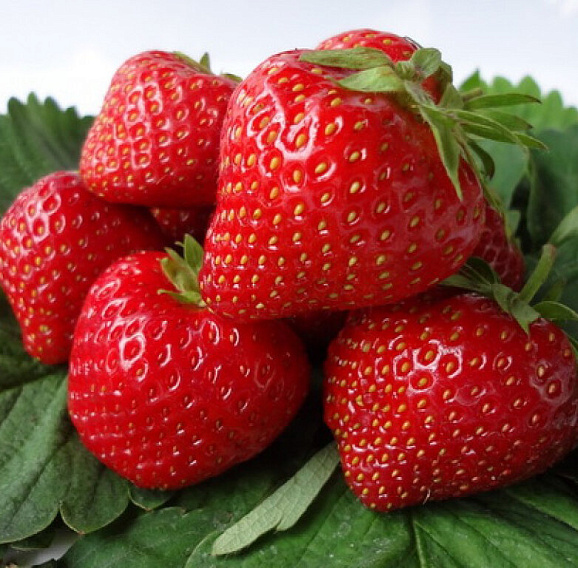 Земляника Талия