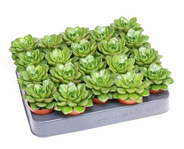 Echeveria Multicaulus