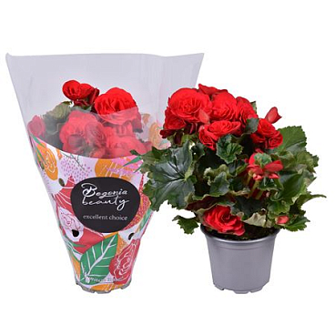 Begonia Red