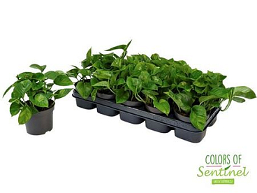 Epipremnum Pinnatum Global Green