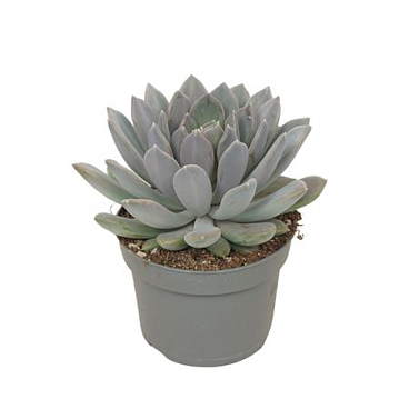 Pachyveria Draco 13 Cm