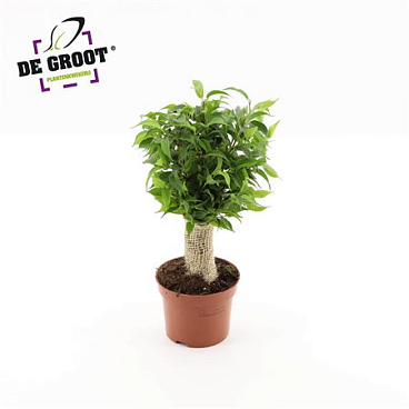 Ficus Be Natasja Jute Stem