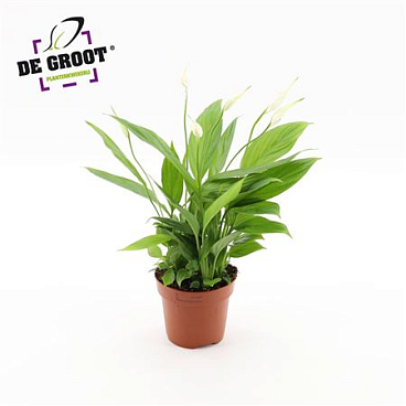 Spath Korto 4+
