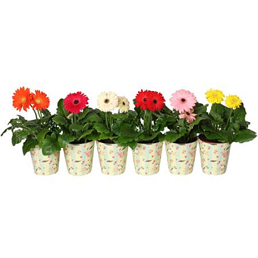Gerbera Mix 2+ In Flower Heart Cup