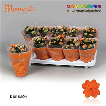 Kal Cal Moments Indian Summer Orange