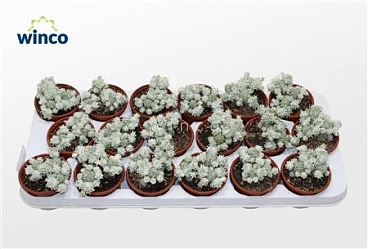 Euphorbia Mammillaris Variagata (group)
