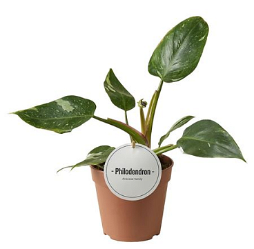 Philodendron White Princess B Grade
