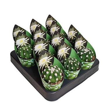 Echinopsis Subdenudata Potcover