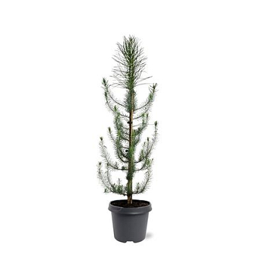 Pinus Pinea