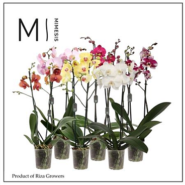 Phal 2st Mix Xxl 16+ (mimesis)