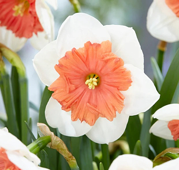 Нарцисс крупнокорончатый Риот