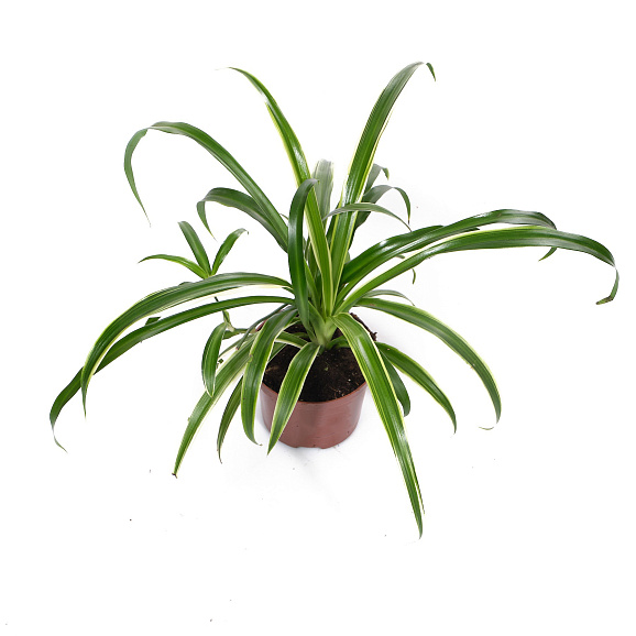 Хлорофитум Комосум