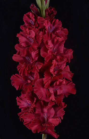 Гладиолус крупноцветковый Троянский Конь