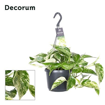 Epipremnum Pinn. Marble Queen