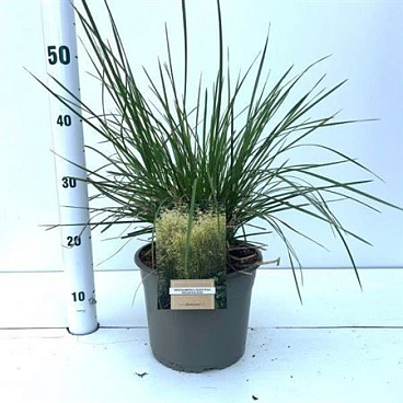 Deschampsia Cespitosa Goldschleier