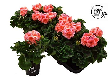 Pelargonium Zon Salmon (longlife)
