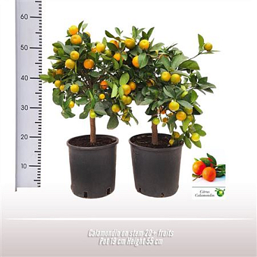 Citrus Calamondin On Stem