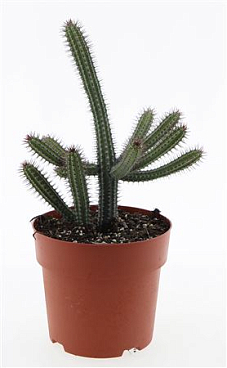 Euphorbia Baioensis