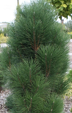 Сосна черная Пирамидалис