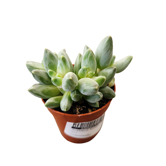 Эхеверия Хукери