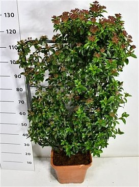 Viburnum Tin Eve Price