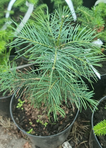 Пихта одноцветная