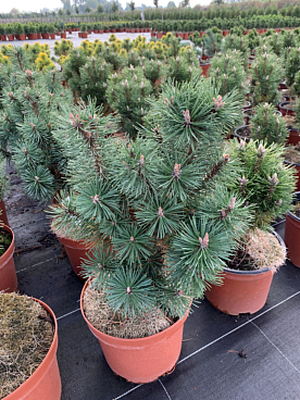 Сосна горная Колумнарис