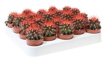 Echinocactus Rainbow Red