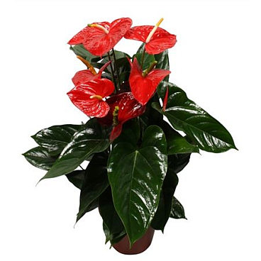 Anth An Aloha Red 8+