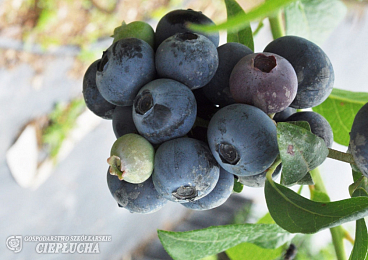 Голубика высокорослая Бонифаций