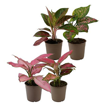 Aglaonema A2