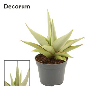Sansevieria Chanin Crown (decorum)