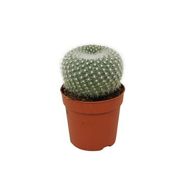 Brasilicactus Haselbergii
