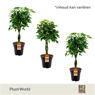 Schefflera Gevlochten Stam Mix