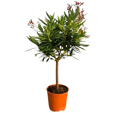 Nerium Oleander Red On Stem