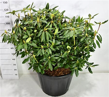 Rhododendron Roseum Elegans