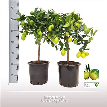 Citrus Lima Rossa On Stem