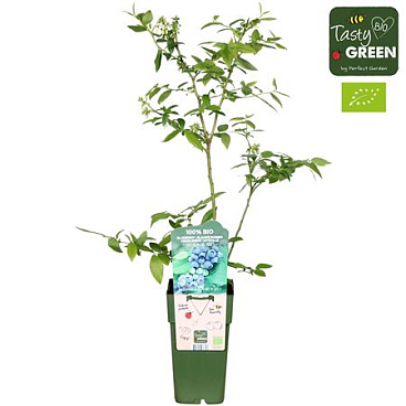 Vaccinium Cor Reka Bio
