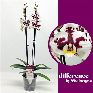 Phal 2st Melisa 14+ (phalaenova)