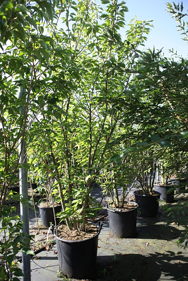 Вишня мелкопильчатая Канзан