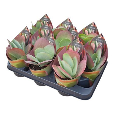 Kalanchoe Thyrsiflora Potcover