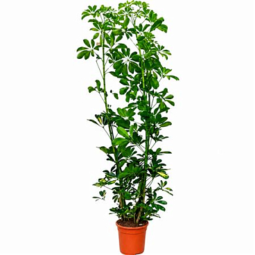 Schefflera Arboricola Gold Capella