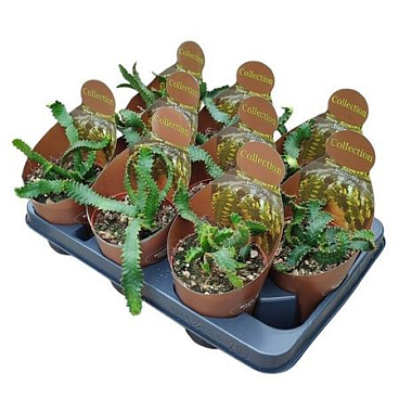 Euphorbia Stellata Potcover