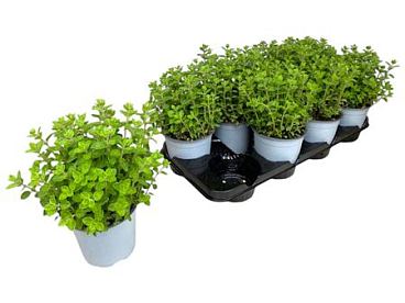 Origanum Vulgare.