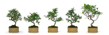 Bonsai Ficus Retusa S-shape Pot Artisan Collection